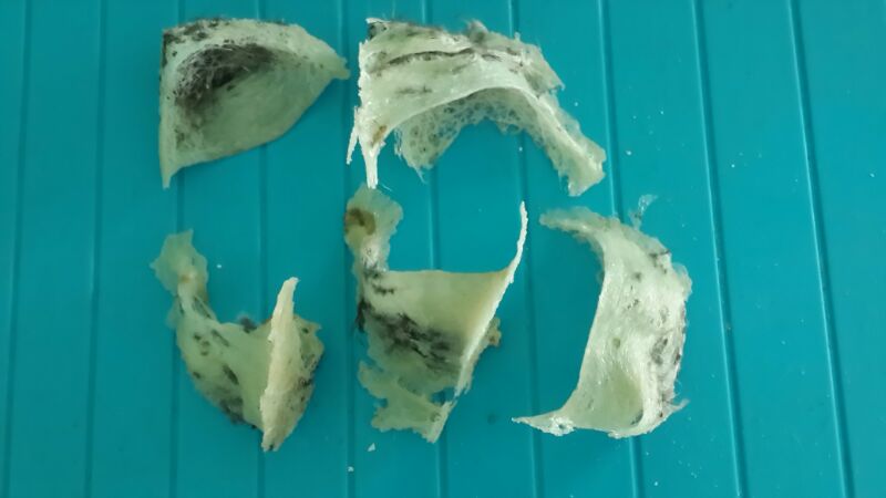 images/stories/raw bird nest 01.jpg